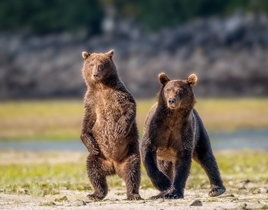 Pair Of Yearling Bear Cubs