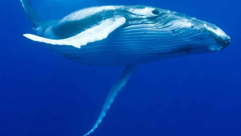 A Humpback Whale Swimming