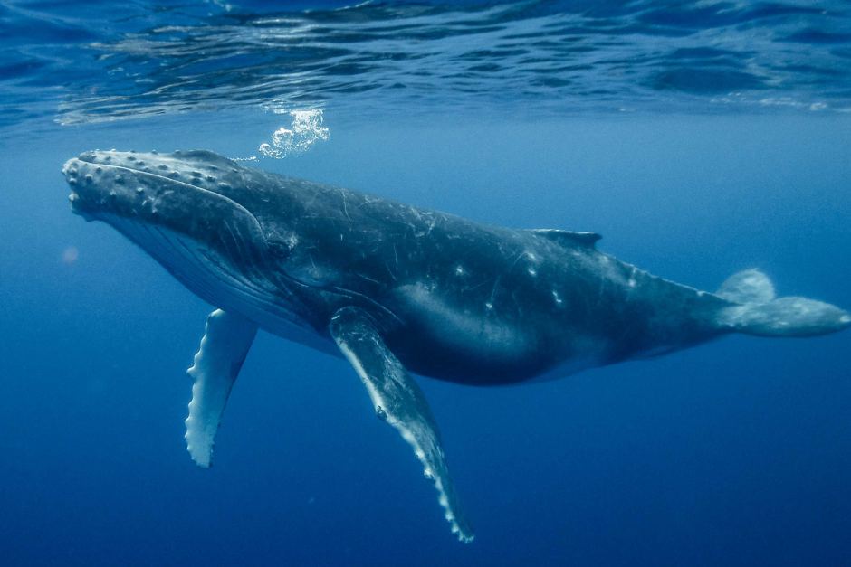 Humpback Whale Swimming Around