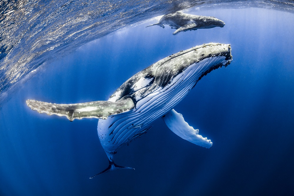 Humpback Whales In Their Habitat