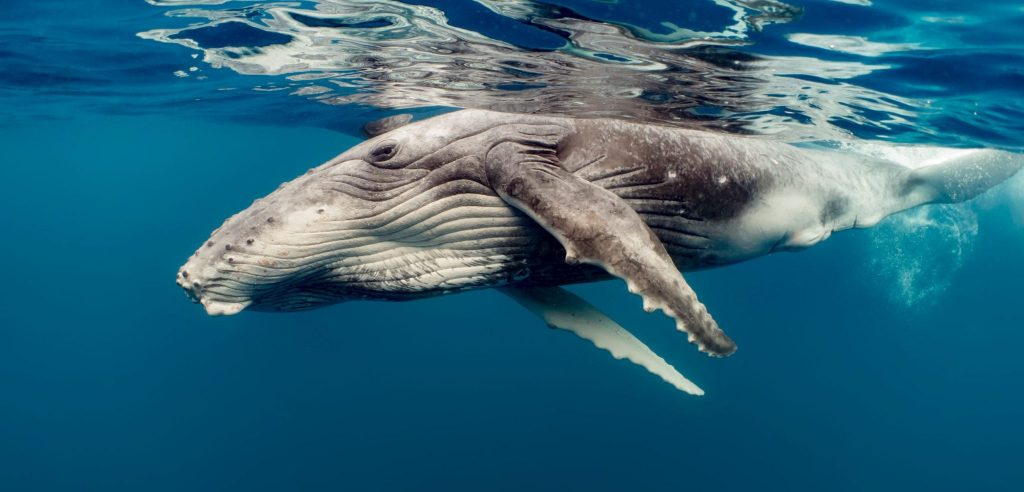 A Lone Humpback Whale
