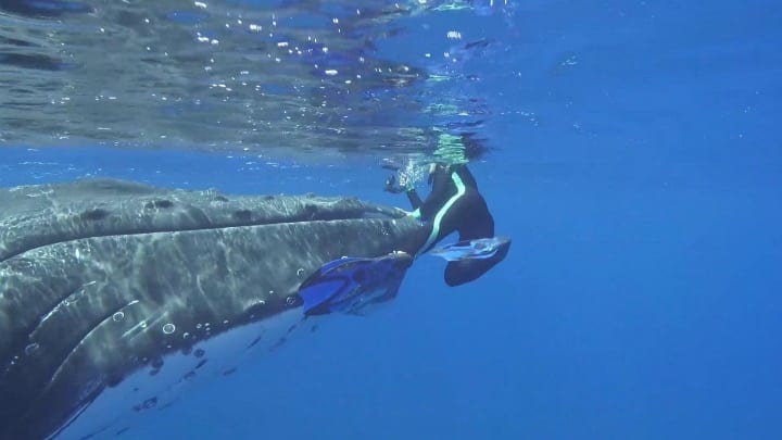 Hauser Found Herself On The Whale's Head