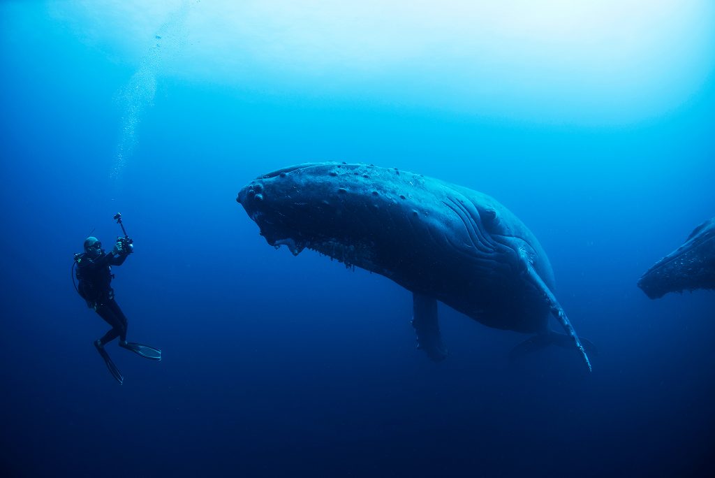 Diving With Humpback Whales