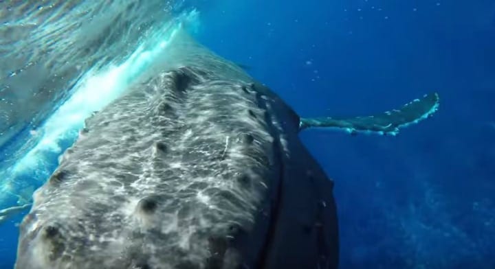 Humpback Whale Underwater