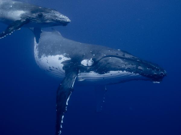 Humpback Whales Are Super Huge