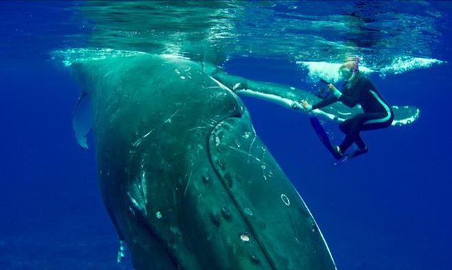 Humpback Whales Are Powerful Creatures