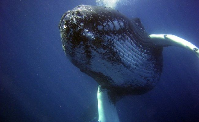 Nan Hauser Studied These Creatures For Decades