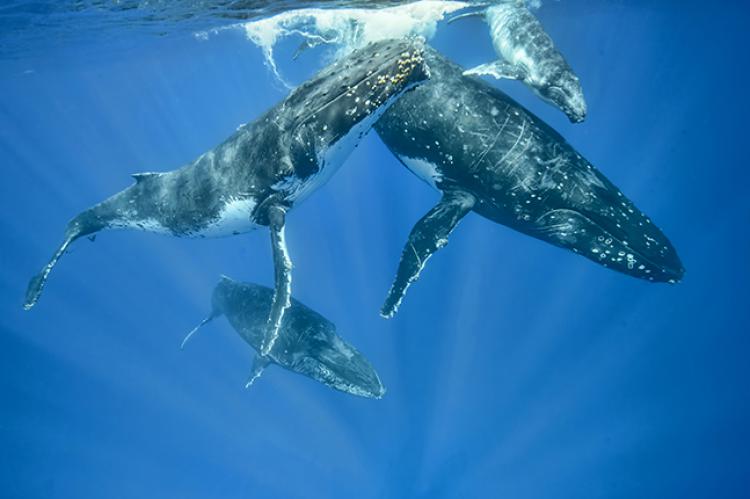 Humpback Whales Travel In Packs