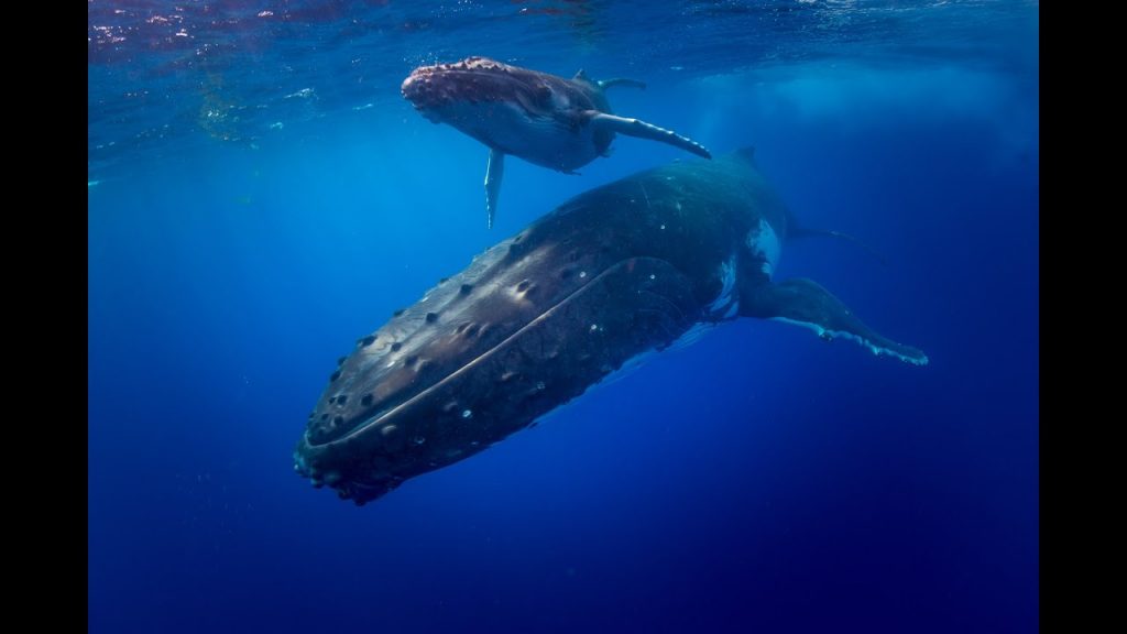Humpback Whales Move Their Tails Up And Down