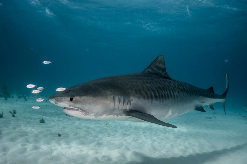 Tiger Sharks Are Incredibly Deadly