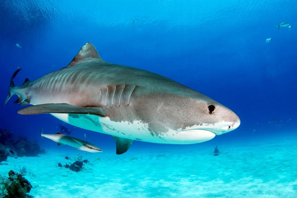 Tiger Sharks Are Both Heavy And Powerful