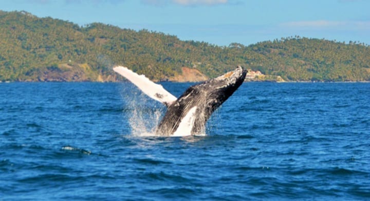 Humpback Whales Help To Protect Wildlife