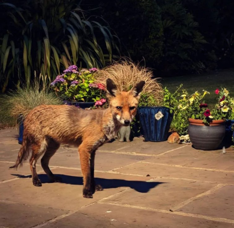 England Foxes