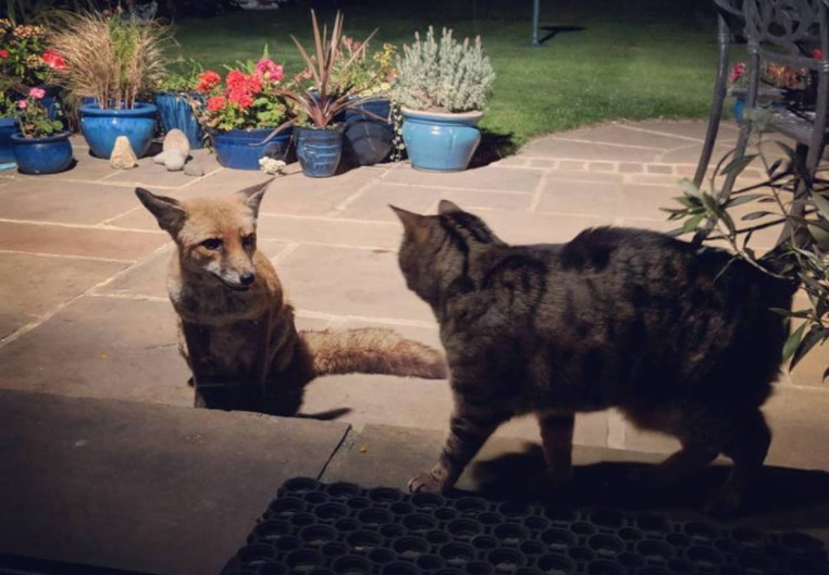 The Cat And The Fox