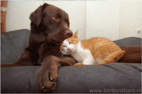 Hessel And Hannes