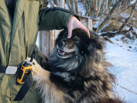 Finnish Lapphund