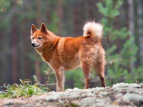 Finnish Spitz