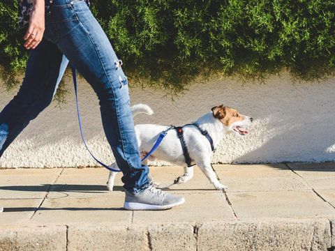 Jack Russell Terrier