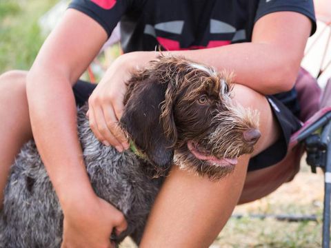 German Wirehaired Pointer