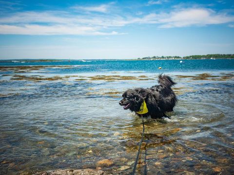 Newfoundland