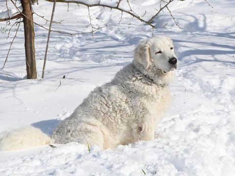 Kuvasz