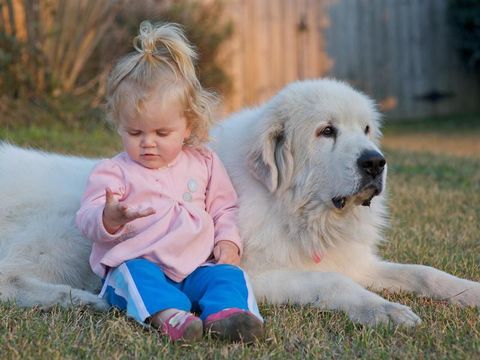 The Great Pyrenees