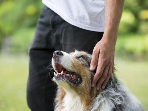 Australian Shepherd