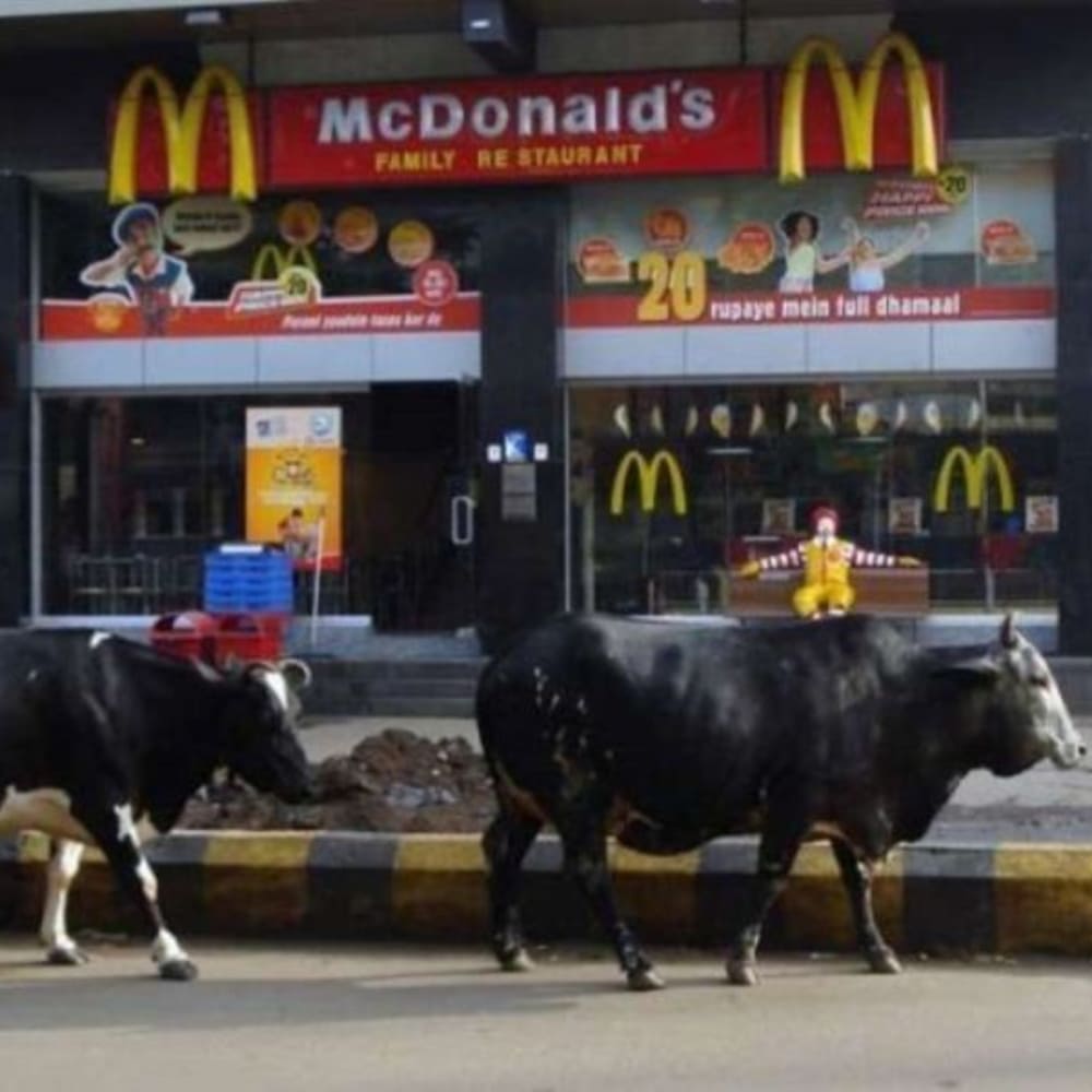 Cows Passing McDonald's
