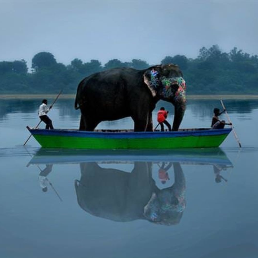 Elephant Transportation