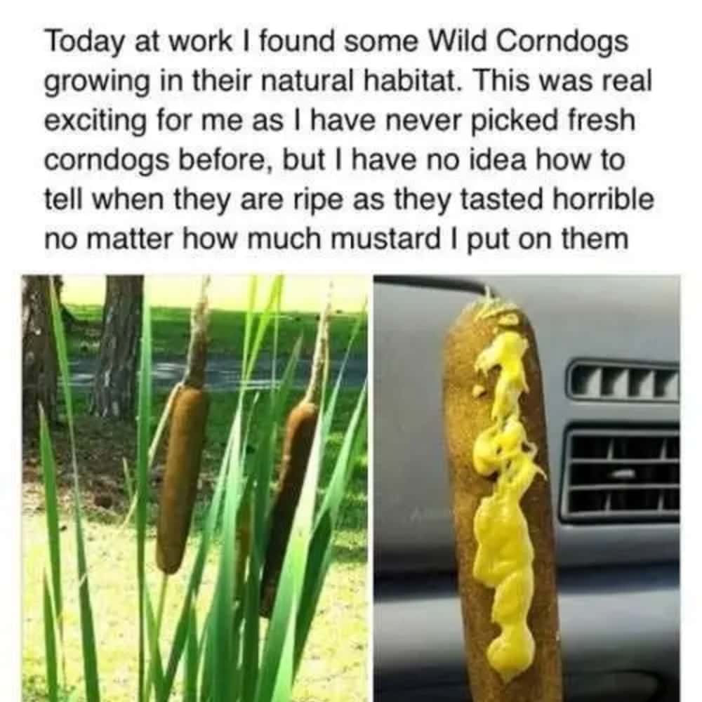 Fresh Wild Corndogs