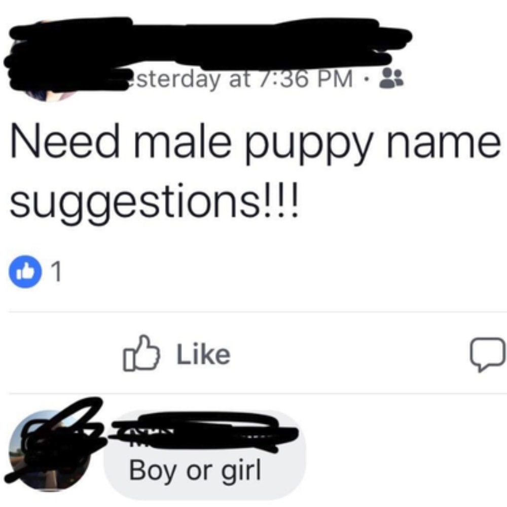 Boy Male Or Girl Male?