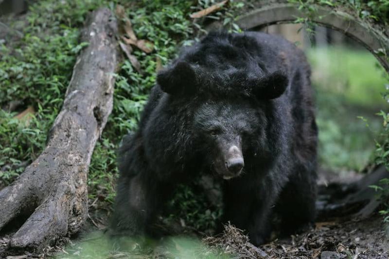 Asiatsicher Schwarzbär