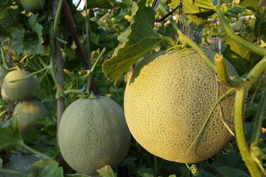 Honigmelone