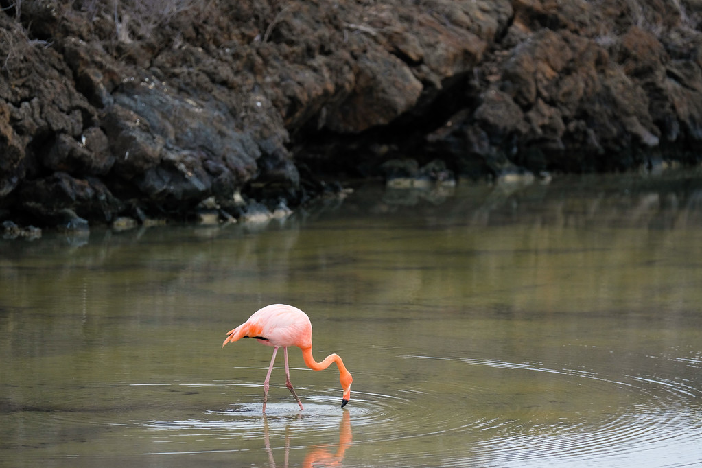 Wildlife In The Galapagos