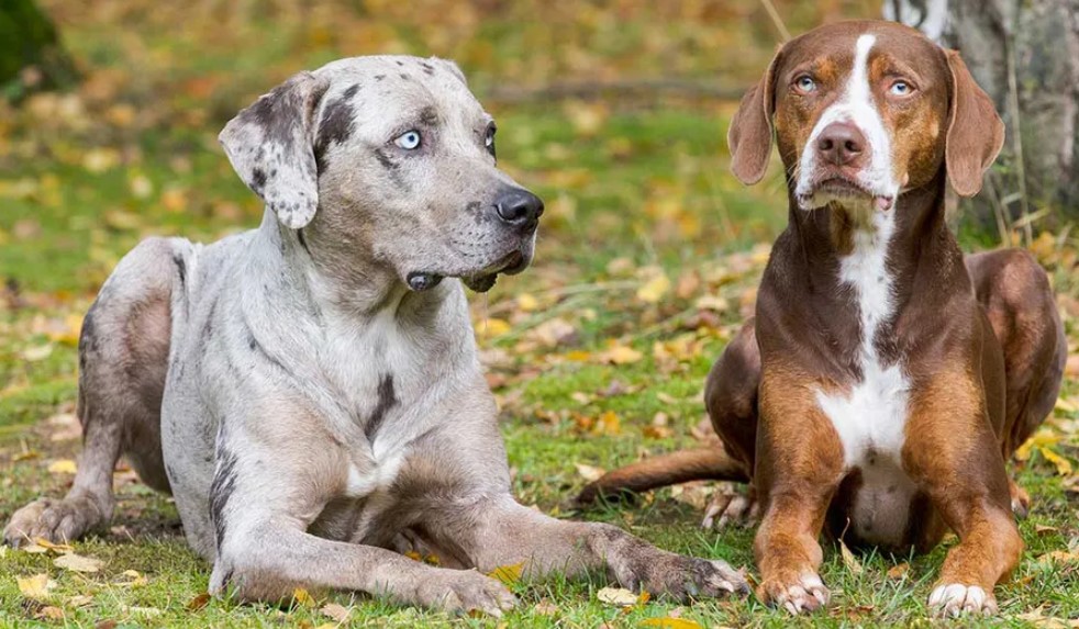 Perro Leopardo Catahoula