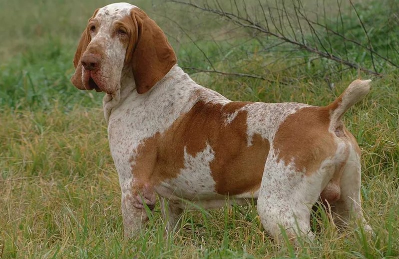 Bracco Italiano