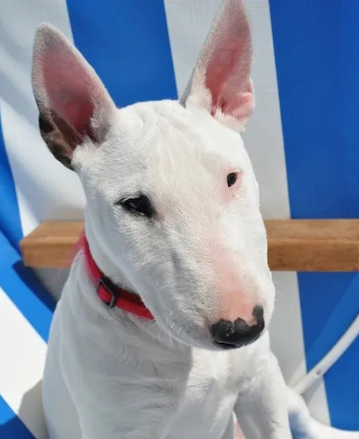 Bull Terrier