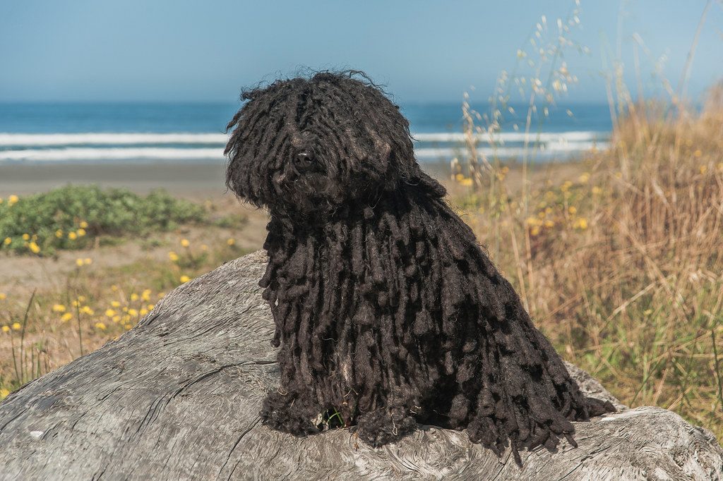 Bergamasco