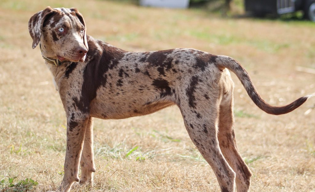 Leopardo Catahoula