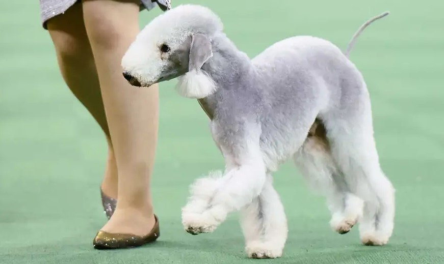 Bedlington Terrier