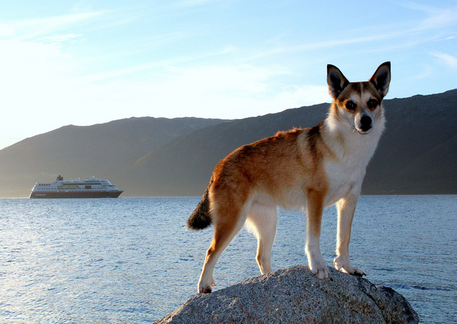 Lundehund Noruego