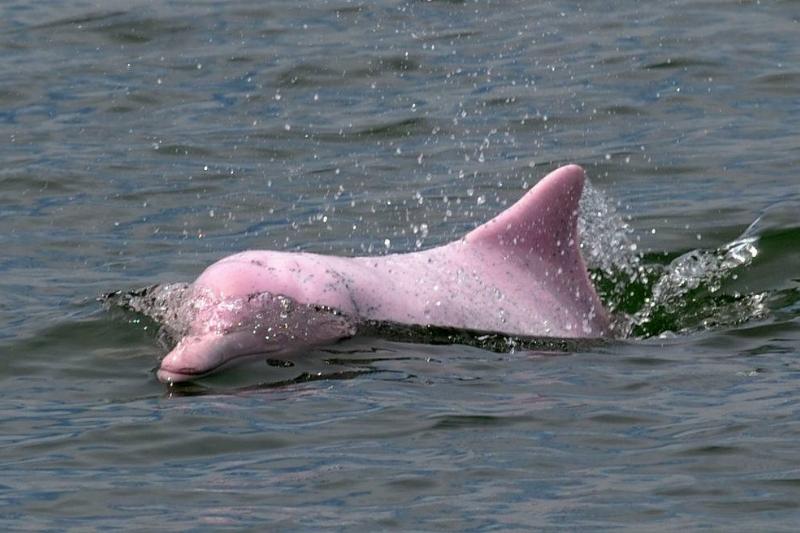 The Pink Dolphin