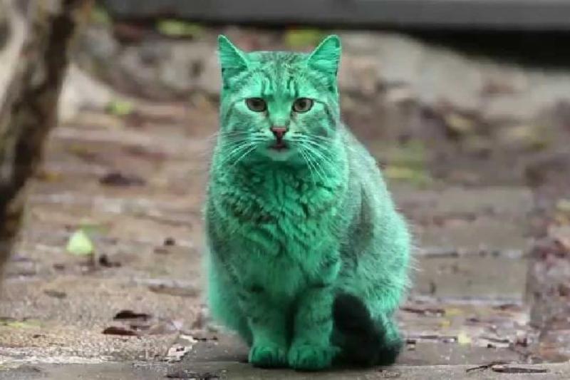 The Bulgaria Emerald Cat