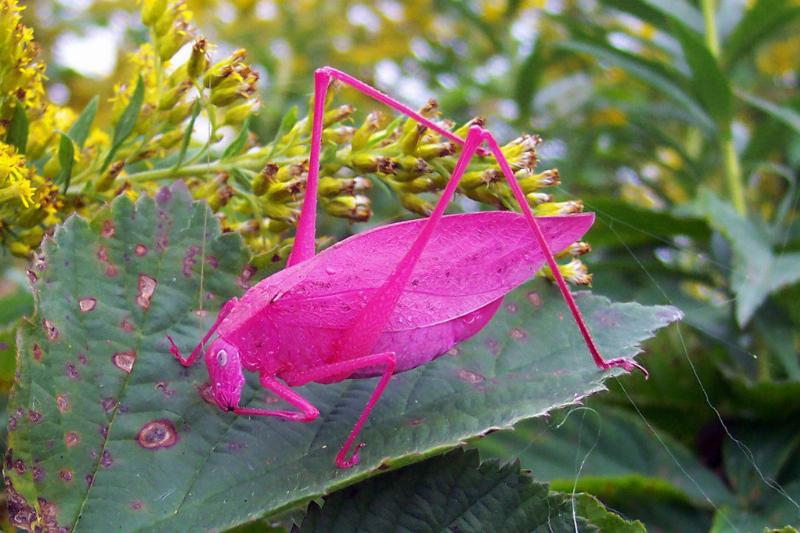 Pink Katydid