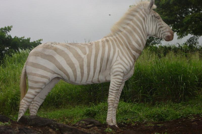 The Non-Black Stripped Zebra