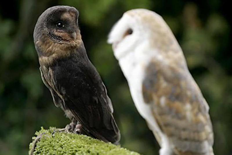 Black Barn Owl