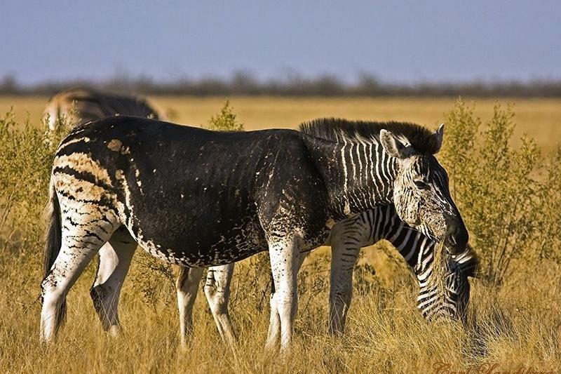 Stripes and Spots