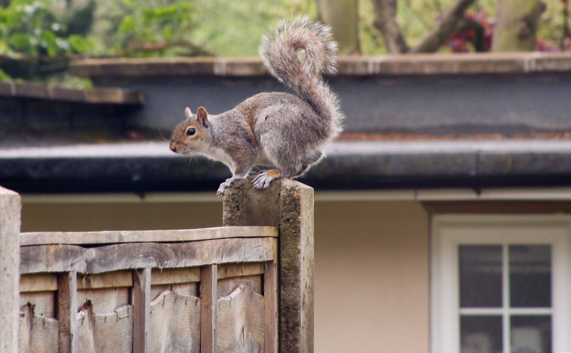 Differences Between Red and Grey Squirrels