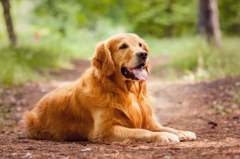 Pregnant Dog