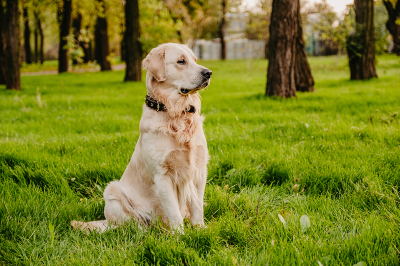 Bella, the Golden Retriever